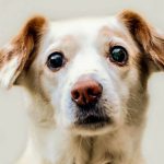 dog-640×423