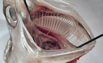 魚のエラが救う地球?目詰まりしない”未来型洗濯フィルターが誕生